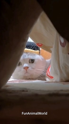 Surprised Cat Sparks Total Chaos! s #Surprised Cat #CatChaos #FunnyCats | Funny Animal