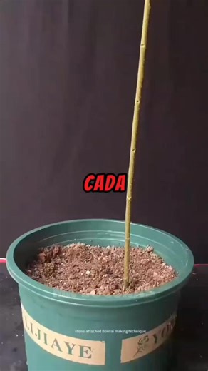 CADA MALDITO AÑO MI FAMILIA HACE EXACTAMENTE LA MISMA PORQUERÍA #historias #interesante #intrigante #redditstories #historiasreddit