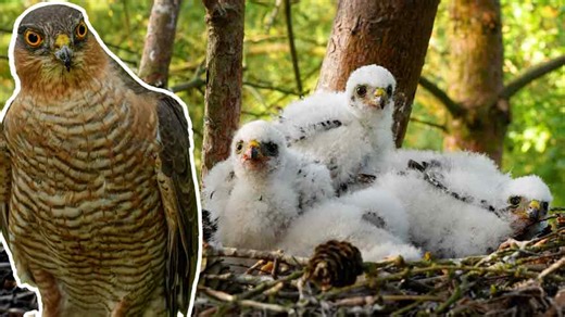 154K views · 6.6K reactions | At three weeks old the sparrowhawk chicks begin to grow their flight feathers 礪 They are also very active. Watch them flap their wings and snatch greedily when mum brings food. | Robert E Fuller | Facebook