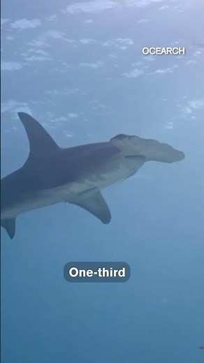 How do Sharks Impact the Water You Drink Every Day?