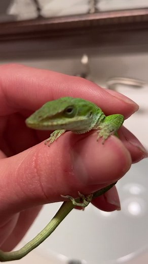 Adorable Geico Lizard Compilation - Funny and Cute Reptile Videos