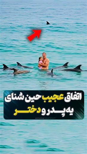 ‎واتس فکت | حقایق علمی، اجتماعی و حواشی ناگفته‎ on Instagram‎: ". این عکس البته واقعی نیست ولی براساس این اتفاق طراحی شده و شما میتونین با سرچ ساده ، تایید این اتفاق رو بخونید البته این نکته حائز اهمیته که دلفین ها بصورت کاملا غریزی این کارو میکنن و وقتی کوسه بهشون نزدیک میشه ،اونا با سرعت زیاد دور خودشون میچرخن که طعمه راحتی برای کوسه بنظر نیان و گویا این وسط ، تصورکردن که انسان ها هم جزیی از اونا هستن برای همین مانع میشدن ، حالا شما این اتفاق رو میندازین گردن خدا یا علم؟ . Follow 🔜 @Whats.Fac