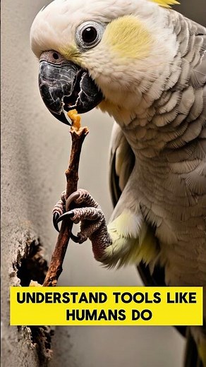 The Parrot That Uses Tools #facts #animals #fyp