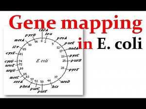 Gene mapping in E.coli