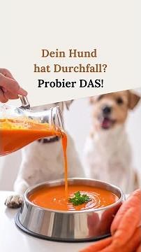 🐾🥕 Morosche Karottensuppe: das Hausmittel gegen Durchfall! 🥕🐾