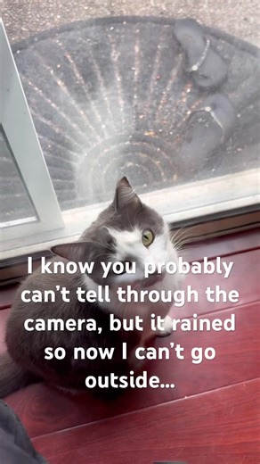 My cat hates the rain because she can’t go outside now