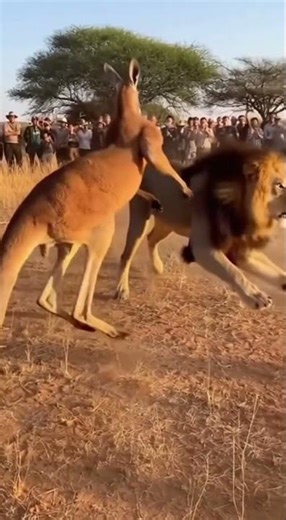 KANGAROO vs LION — Wild :Forest Fight Caught on Camera!