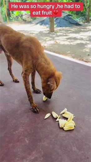 Can Dogs Eat Jackfruit? Watch Briana Enjoying a Healthy Snack! ❤️#shorts
