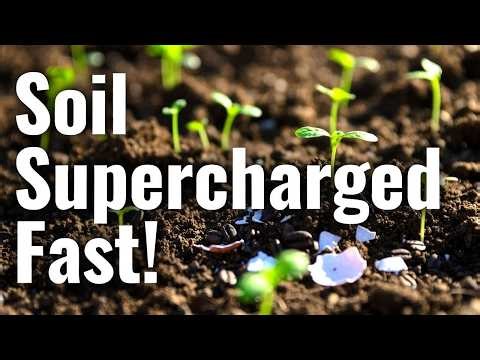 Stop Throwing Away Coffee and Eggshells — The Ultimate Soil Power Duo!