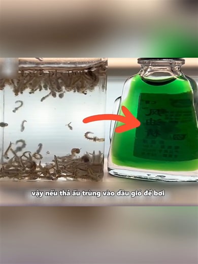 Thả ấu trùng muỗi vào dầu gió và cái kết bất ngờ | Review Plus