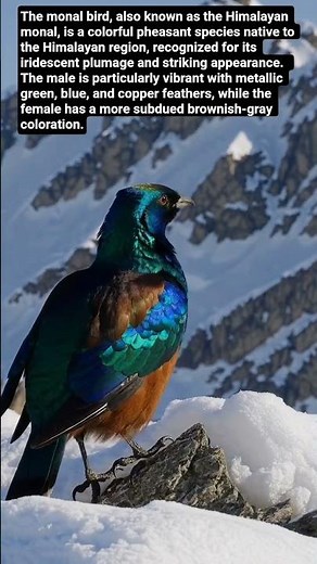 Himalayan Monal: The Colorful Jewel of the Mountains. #monalbird #wildlife