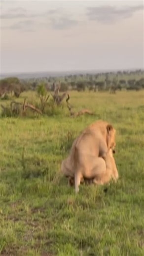 Tanzania on Instagram: "Lions mate mainly for reproduction to produce cubs and continue their bloodline. When a female lion (lioness) comes into heat, she becomes ready to conceive, and mating can happen many times over several days to increase the chances of pregnancy. In a pride, usually the dominant male mates with the females to pass on his genes. Mating also helps maintain the social structure of the pride, as dominant males secure their position by fathering the cubs. 👉BOOK WITH US A 12 D