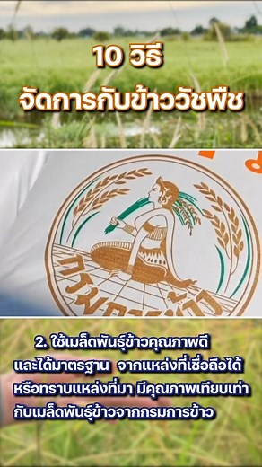 📣🌾10 วิธี ป้องกันและกำจัดข้าววัชพืช🌾 | กรมการข้าว Rice Department