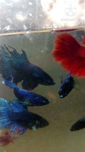 betta fry bottling stage time ⏰#fishlover #fishloverchannel #fishloverworld