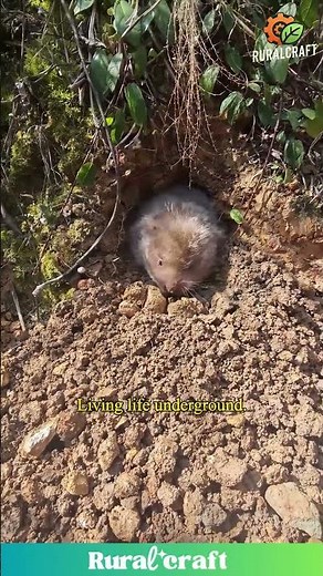 A Glimpse of Wildlife: Mole in its Natural Habitat #nature #animals #underground