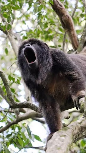 This Monkey’s Scream Is Louder Than a Lion | Howler Monkey #reels #facts