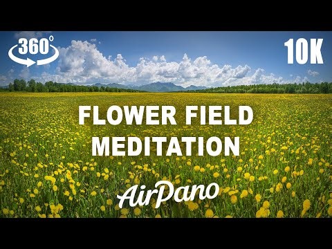 Flower Field 360° Meditation in 10K