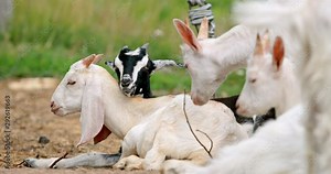 Two goatlings rest and play in the fresh air. Little goat look over the farm fence. Goats on nature pasture. Wildlife and ecology concept. Urban lifestyle relax. Hipster on vacation with farm animals.