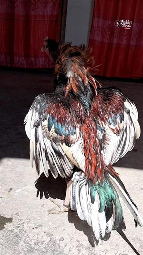 Colorful Rooster Showing Off Beauty 🐓 #fakhribirds #aseel #rooster #aseellovers #aseelmurga #birds
