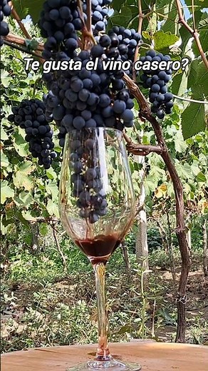 How to make homemade grape wine