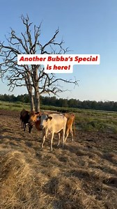🐄 Bubba’s Specials: Heavy Bred Cattle! 💰 We have 15 head of Bubba specials, bred 5-7 months. Take them all for $1,500 each, or hand pick for $1,650 each. Call or text Bubba @ 9033884472 🐄 Deposit required to hold cattle. 🐄 All cattle are palpated and vaccinated. 🐄 Shipping available. 🐄 Accept certified funds, credit cards, and Venmo. 🐄 Located in Fairfield, Texas #rutherfordlandandcattle #texascattle #cattleforsale #cattleranch #cattleranching | Rutherford Cattle