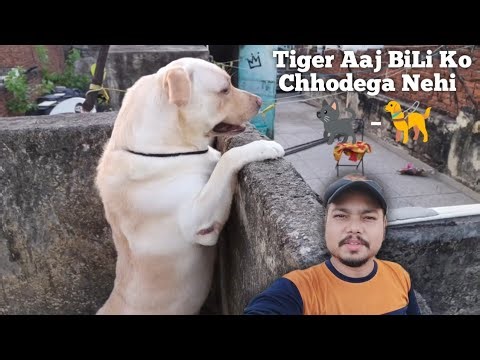 Tiger Aaj Cat Ko Chhodega Nehi || Pagal Ho Geya Tiger Aaj || Bishal Roy Plus
