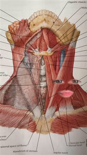 Leah Levitan | Lymph Literacy Advocate on Instagram: "Sternocleidomastoids 💫 Big lymph drainage opportunities for the face, head, and brain are waiting to be discovered! 🧠 Because of the SCM’s design and location, it’s working harder for your lymphatic system than you may think. When the SCM is tense, soft tissue can become congested around it, making it harder for fluid to pass through. You may notice: Puffiness around the lower face or neck, jaw tension, headaches, or a stiff neck when turni