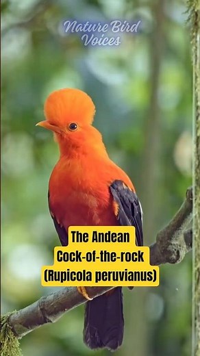The Andean Cock-of-the-rock (Rupicola peruvianus) #birds #birdsong #birdsounds