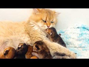 Mother cat feeds her kittens with love - the cutest feeding sounds ever!
