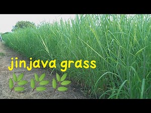 Jinjava grass - (जिन्जवा घास ) the grass which has highest nutritional value - for cows.