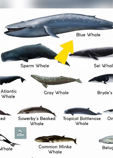 Discover the Blue Whale: The Largest Animal on Earth