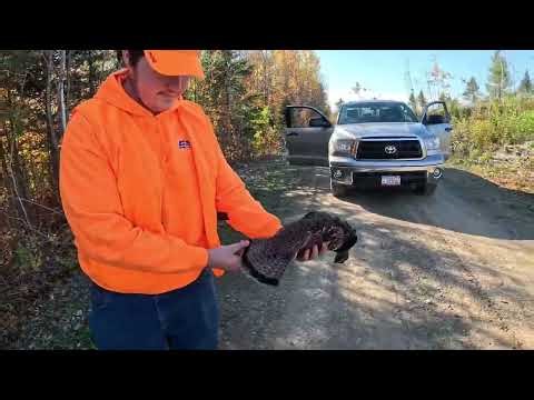 From our 2025 Maine Ruffed Grouse Season
