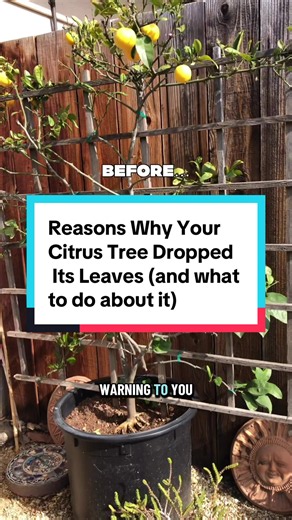 A citrus tree can drop all of its leaves and still come back! 🍃 Here are some reasons your citrus tree may have dropped its leaves: 1. Environmental changes- Citrus trees prefer to be acclimated gradually to new environments. If you have just brought a tree home or inside or outside after it’s been inside, it may have had some stress adjusting to the change in temperature, humidity or even sun exposure. 2. Overwatering- If you had yellow or green leaves dropping and you notice that your soil st