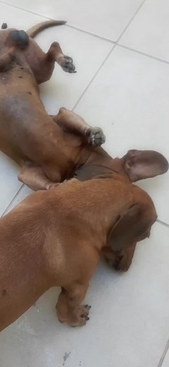 #fyp #curte #comenta #compartilha #favorita #seguidores #segue #animaisnotiktok #dalchawal #Salcicha