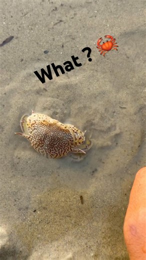 Very clever | crab-rabe 🦀 #crab #asrm #beach #shorts