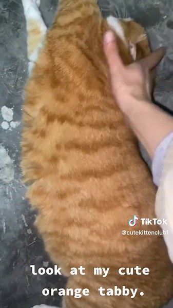 Adorable Orange Tabby Kitten Moments