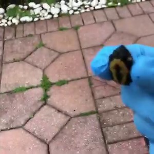 3.4K views · 142 reactions | Jacob turns from producer to hero as he saves a baby turtles life in Florida | The Bonfire SXM | Facebook