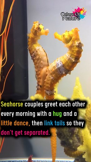 Seahorse couples | Colors Of Nature