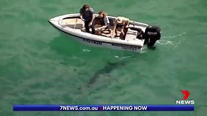 1.8M views · 2.8K reactions | Bulli Beach: Dozens of massive great white sharks have spent the day stalking the waves and feeding on a huge whale carcass which has washed up against rocks. It has attracted plenty of local thrillseekers who hopped in boats for a closer look. More: https://7news.link/3mb40wT #BulliBeach #7NEWS | 7NEWS Sydney | Facebook