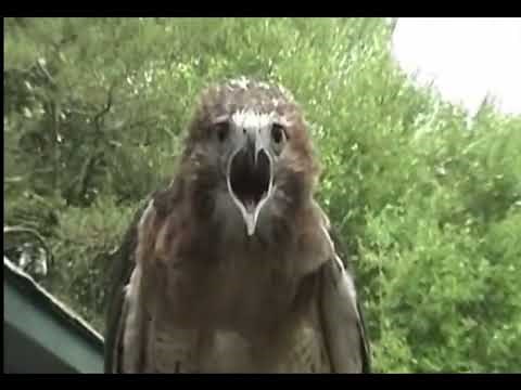 Red-tail hawk screaming
