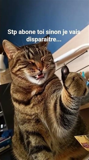 le chat qui rush les 50 abonnés...