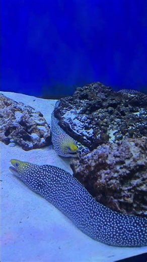 #Turkey Morya fish white eel