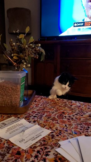 Charlie Rockett (@charlie_rockett)’s videos with Fly Buzz - Sound Effects Factory