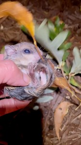 Woman thought she rescued baby squirrels – but soon learned it was something else 🐿 | Sharing is Caring