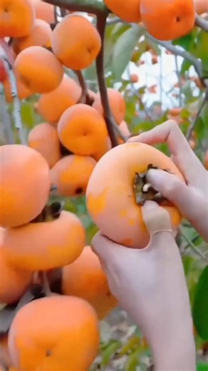 amazing fruit farming video