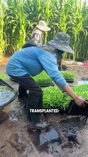 Smart Corn and Chili Intercropping Saves Time and Land