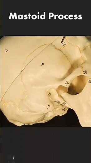What is Mastoid process? Anatomy and functions##shorts