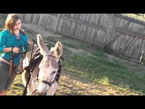 Trying to ride my donkey :P