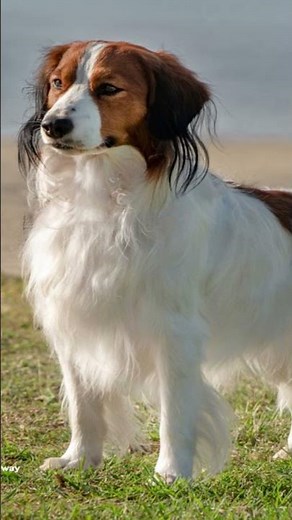 Get to Know the Adorable Kooikerhondje: A Breed Sure to Put a Smile on Your Face!