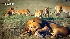 Animal Fight Club S02 E06